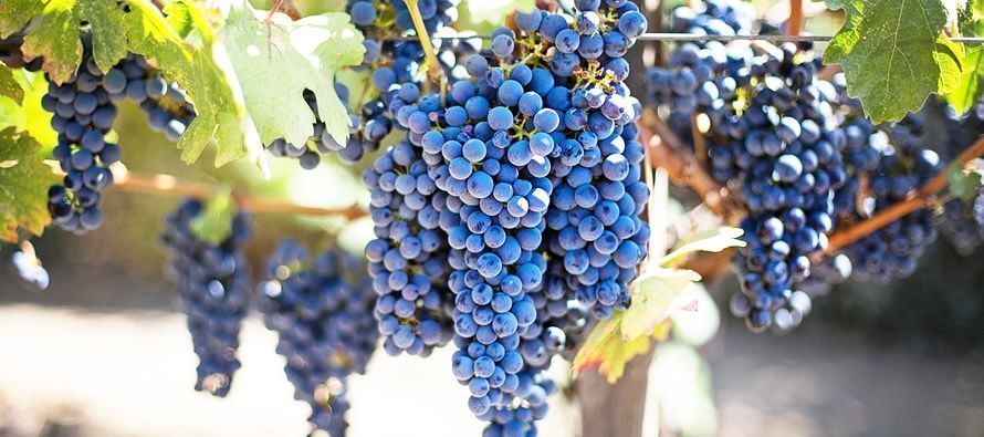 Visitar el Valle del Napa