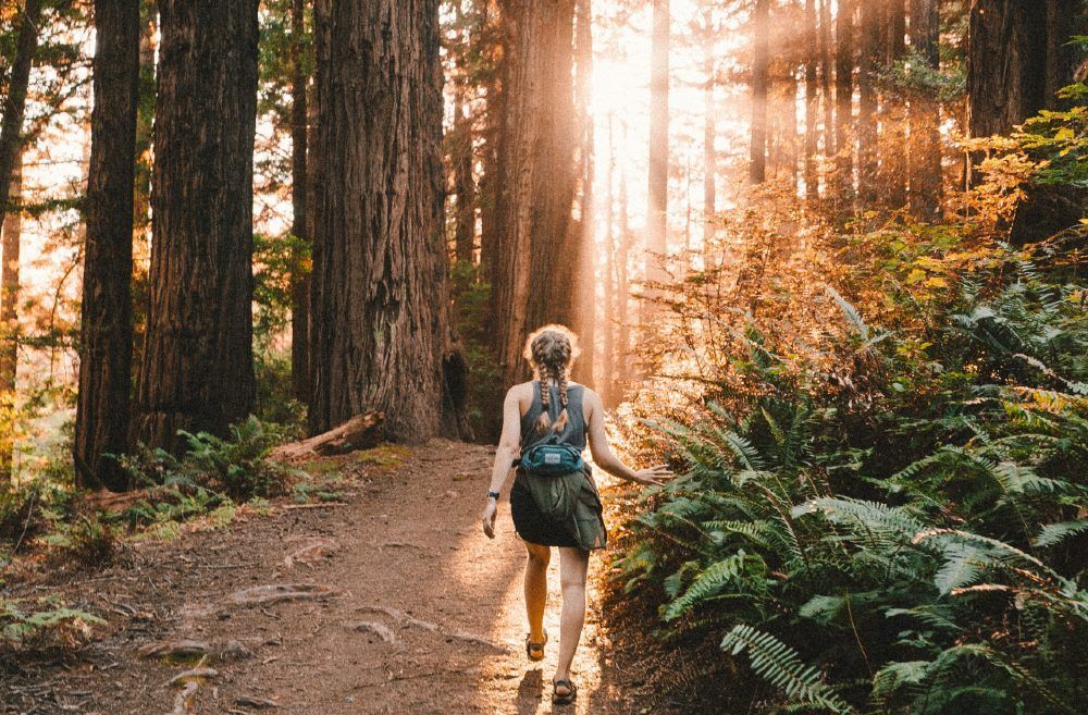 Visitar el bosque de Muir Woods